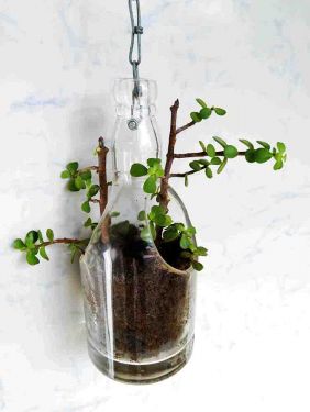 Chivas Regal Hanging Planter