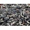 KARUPPU MOCHAI  SEED /கருப்பு மொச்சை விதை