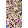 MANAPAARAI KATHIRI  SEED / மணப்பாறை கத்திரி விதை