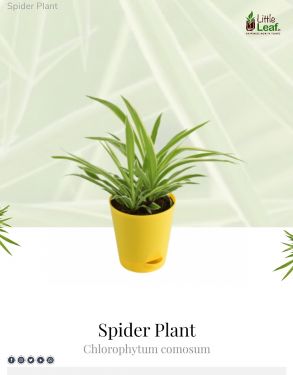 Chlorophytum Spider Plant with Self Watering Pot