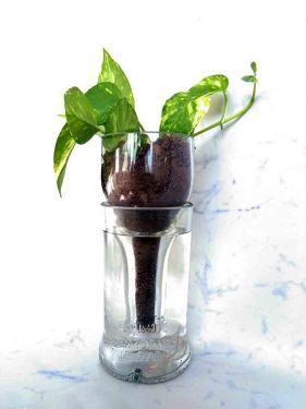Self Watering Bottle Vase Planter