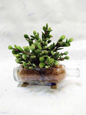 Absolute Table-Top-Planter